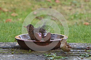 Blackbird bathing in his own little pool with two porcelain spectators and a sparrow