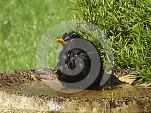 Blackbird bathtime