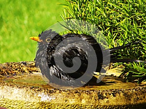 Blackbird bathtime