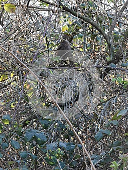 Blackbird with beady eye