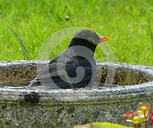 Blackbird, and bird bath