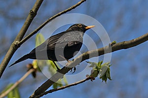 A blackbird bird sits on a branch against a blue sky. Little songbird.