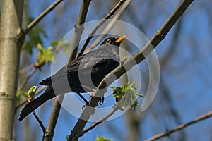 A blackbird bird sits on a branch against a blue sky. Thrush.