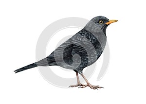 Blackbird bird watercolor illustration. Realistic turdus merula image. Blackbird wildlife animal. Hand drawn eurasian