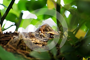 Blackbird chick in a hidden nest, Salzburg, Austria