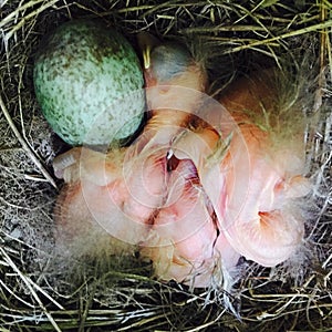 Blackbird chicks