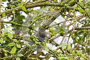 Blackbird, Common Blackbird, thrush with scaly breast perching o