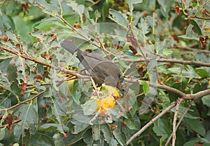 Blackbird eating a persimmon on the tree