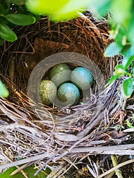 Blackbird eggs in a bird`s nest