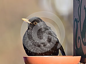 Blackbird on feeder