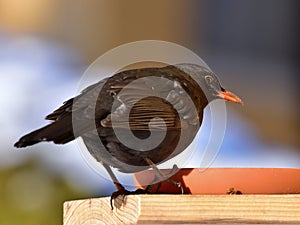 Blackbird on feeder