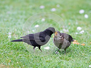 Blackbird feeding a fledgeling on the ground