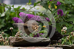 Blackbird feeding fledgling