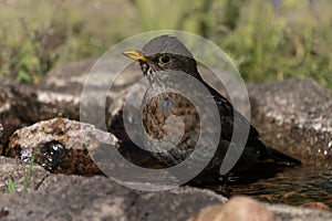 Blackbird female in bath