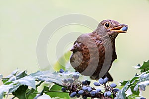 Blackbird female bird observing eating berries. Black brown blackbird songbird perched and eating berries fruits on garden