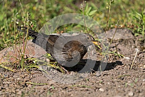 Blackbird female on the ground