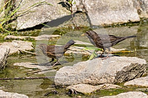 A blackbird female with its offspring
