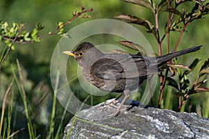 Blackbird female on a rock