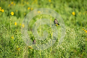 Blackbird Females Perched on a Compass Plant (Silphium laciniatum) on the Prairie