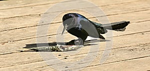 Blackbird fish pier Florida