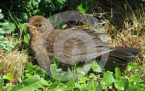 Blackbird fledgling, chick.