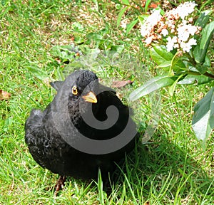Blackbird, in flowered garden.