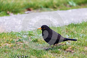 A Blackbird Forages For Food On This Vibrant Grass Lawn