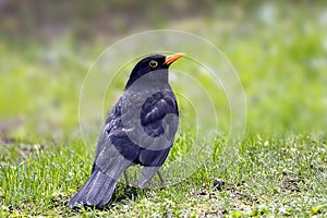 A blackbird forages in the garden grass