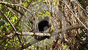 A blackbird in the forest enjoys the autumn sun