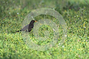 Blackbird on a grass