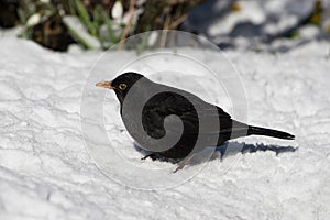 Blackbird on the ground with snow