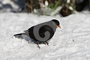 Blackbird on the ground with snow