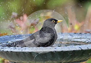 Blackbird having a bath