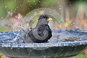 Blackbird having a bath