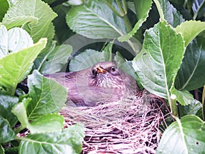 Blackbird hen on nest
