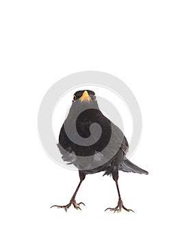 blackbird isolated on a white