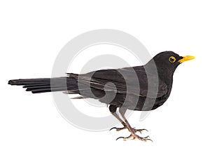 blackbird isolated on a white