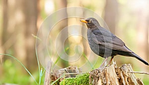 Blackbird in its natural environment , generated by AI