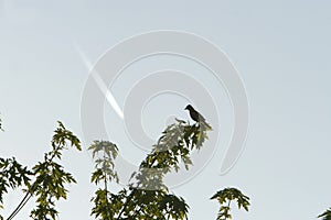 Blackbird And Jet Vapor photo