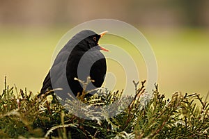 Blackbird - Kos ÄernÃ½ Turdus merula