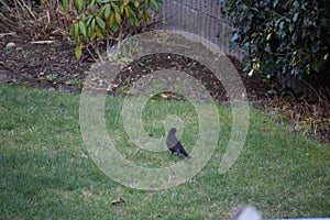 blackbird on the lawn