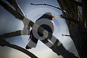 Blackbird looking out from tree in morning light