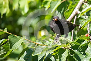 Blackbird looks around for food enemies