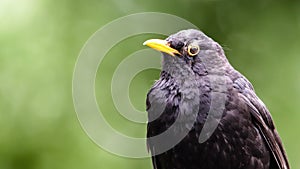 Blackbird male bird details observing. Black blackbird songbird sitting looking with out of focus green bokeh background