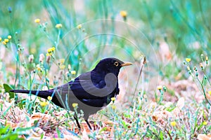 Blackbird male bird observing eating on grass. Black brown blackbird songbird sitting and eating insects and worms on garden