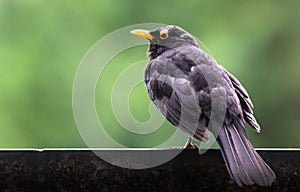Blackbird male bird observing sitting on stone. Black blackbird songbird sitting on rock with out of focus green bokeh background