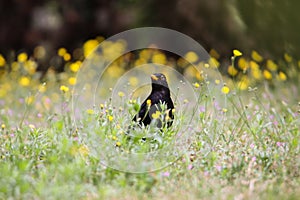 Blackbird male bird sitting eating on green grass floor Turdus merula between yellow dandelion flowers. Black songbird singing