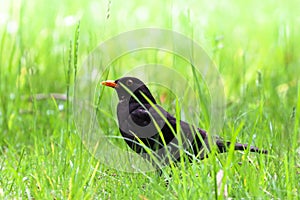 Blackbird male bird sitting on green grass floor. Black songbird sitting and singing grass with out focus green bokeh background