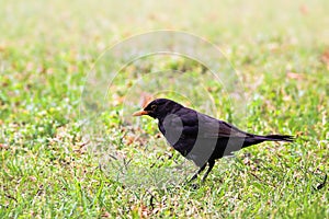 Blackbird male bird sitting on green grass floor Turdus merula. Black songbird.