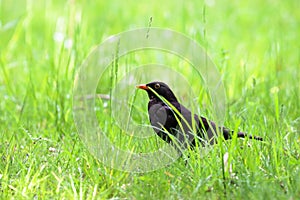 Blackbird male bird sitting on green grass floor Turdus merula. Black songbird sitting and singing on grass with out of focus